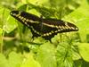 black yellow swallowtail butterfly