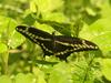 black yellow swallowtail butterfly